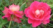 Contrast rose photo