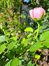 Côté Jardins rose photo
