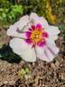PEJamigo rose photo