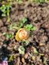 PEJamigo rose photo
