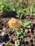 PEJamigo rose photo