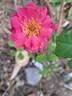 England's Rose rose photo