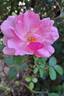 Côté Jardins rose photo