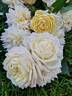 Belle Louise ® rose photo