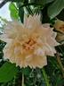 Belle Louise ® rose photo