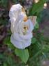 Annapurna rose photo