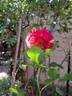 Brocéliande ® rose photo