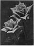 Mrs. E. Alford rose photo
