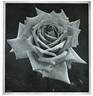 Mrs. E. Alford rose photo