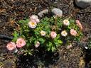 English Miss rose photo