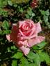 Lambert Closse rose photo