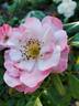 English Miss rose photo