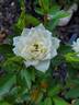 Bridal Sunblaze ® rose photo