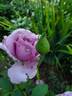 Sweetness ™ rose photo
