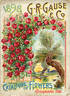 Climbing Wootton rose photo