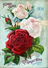 Climbing Wootton rose photo