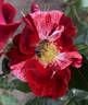 Marburg800 rose photo
