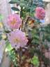 Little Rambler rose photo