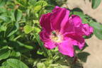 Jubilee rose photo