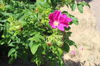 Jubilee rose photo
