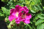 Jubilee rose photo