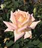 Camphill Glory rose photo