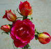 Talisman rose photo
