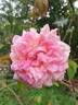 E. Veyrath Hermanos rose photo