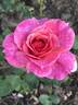 Spanish Rhapsody rose photo
