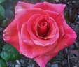 Bronze Dream rose photo