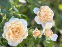 Elizabeth Stuart ® rose photo