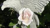 Stainless Steel ™ rose photo