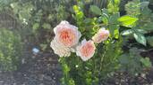 William Morris rose photo