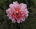 Mel's Heritage rose photo