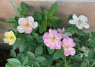 Peach Lemonade ™ rose photo