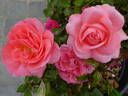 Special Anniversary rose photo