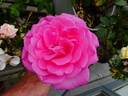 Lady Like rose photo