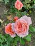 Kathleen O'Rourke rose photo