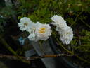 Double Poterifolia rose photo