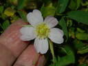 Puzzlement rose photo