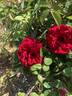 AKA 10-17 rose photo