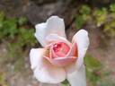 Adèle Crofton rose photo