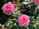 Schlossherrin rose photo