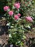 Schlossherrin rose photo