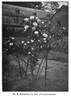 Frau Karl Druschki rose photo