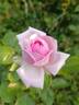 Madame Wagram, Comtesse de Turenne rose photo