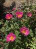 AKA 136-19 rose photo