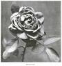 Beauté de Lyon rose photo