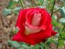 Pompeii rose photo