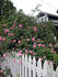 Le Vésuve, Cl. rose photo